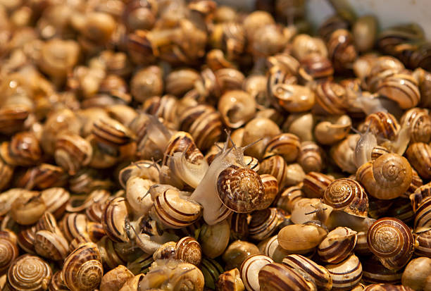 Lots of pile snails from an Italian market.