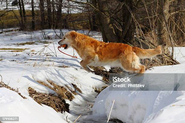 Praca Golden Retriever - zdjęcia stockowe i więcej obrazów Aportować - Aportować, Atakować, Biegać