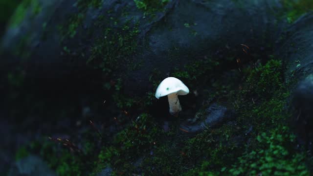 Video footage of a mushroom growing on a tree trunk in the forest in autumn season.