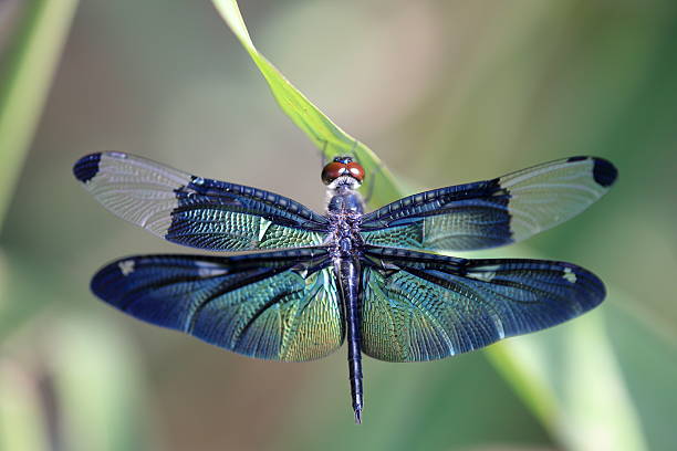 синее с красивые крыло - dragonfly стоковые фото и изображения