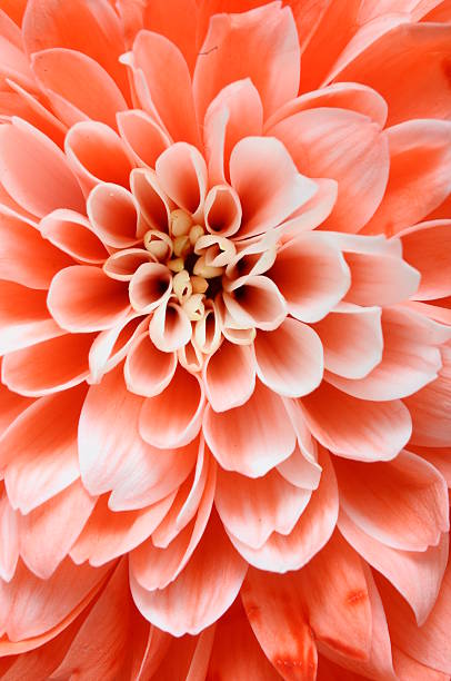 istock Macro of pink flower 179108338