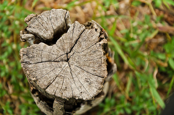istock Top view of  tree stump 179108356
