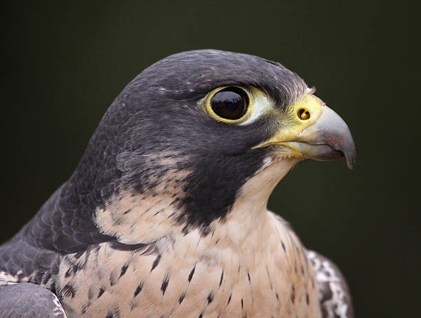 istock Peregrine Falcon Profile Close-Up 179108519