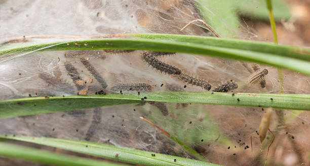 Nest of larvas in the grass stock photo