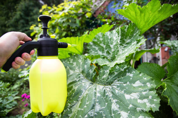 Spraying the leaves of zucchini and zucchini from pests. Spraying for the ovary of zucchini flowers. Close-up Spraying the leaves of zucchini and zucchini from pests. Spraying for the ovary of zucchini flowers. hydrogen peroxide stock pictures, royalty-free photos & images