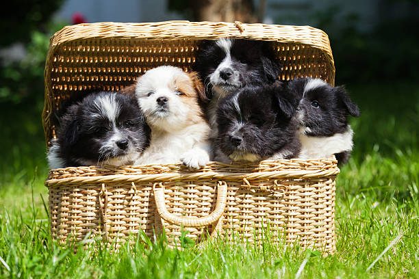 istock cute Elo puppies in a basket 179108636