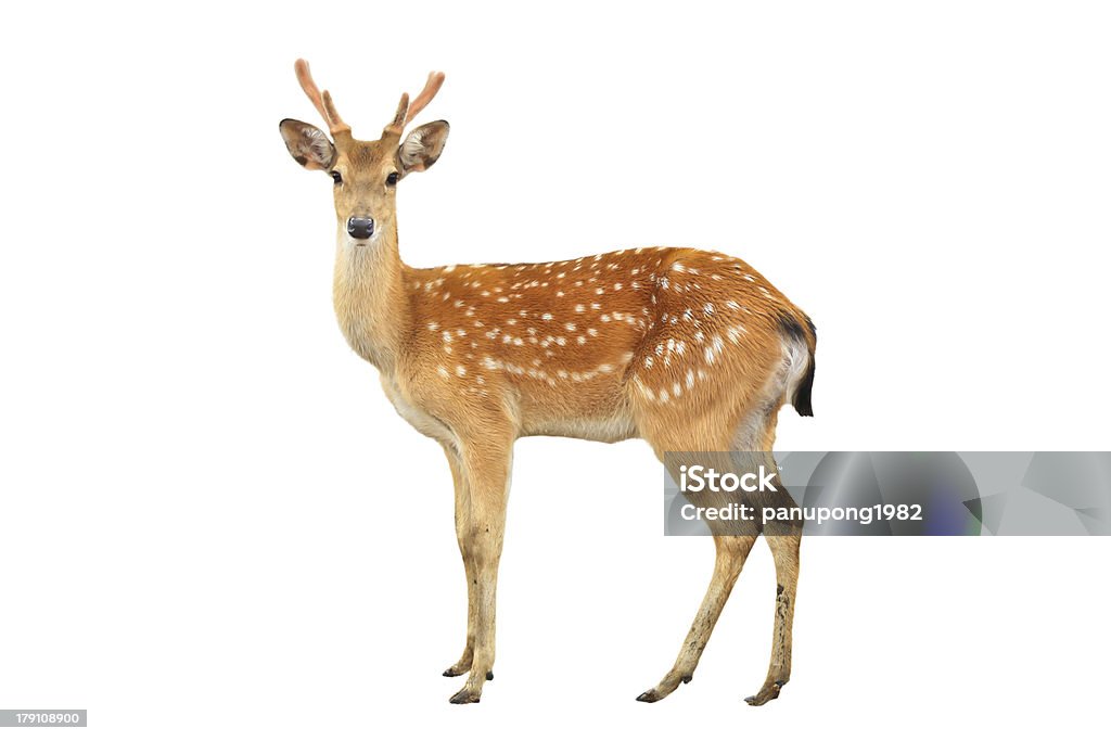 sika deer isolated on white background sika deer isolated on white background photo in Zoo of Thailand Animal Stock Photo