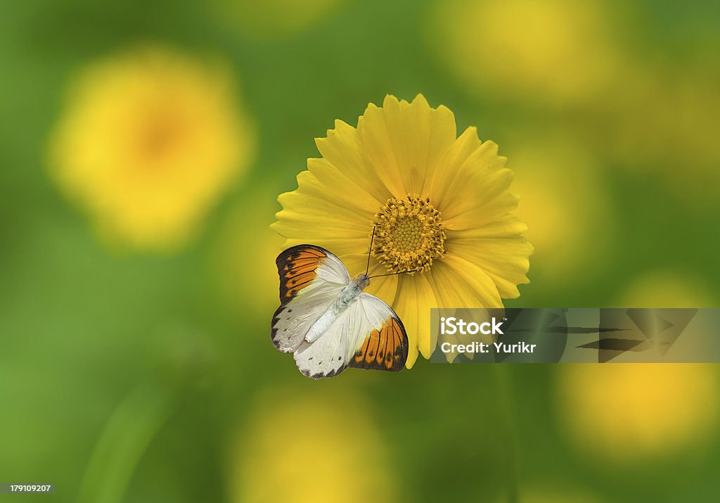 Mariposa y flores - Foto de stock de Adulto libre de derechos