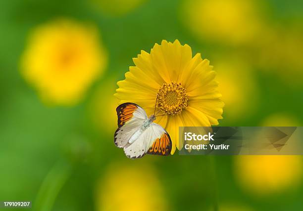 Mariposa Y Flores Foto de stock y más banco de imágenes de Adulto - Adulto, Alimentar, Amarillo - Color