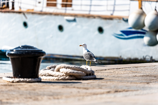 Seagull on the Pier Waiting for the Fishing Boat