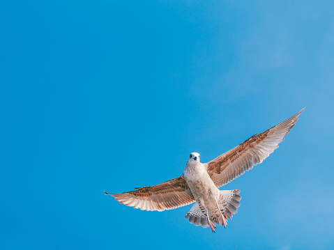 Seagull flying in the blue sky, Istanbul, Turkey