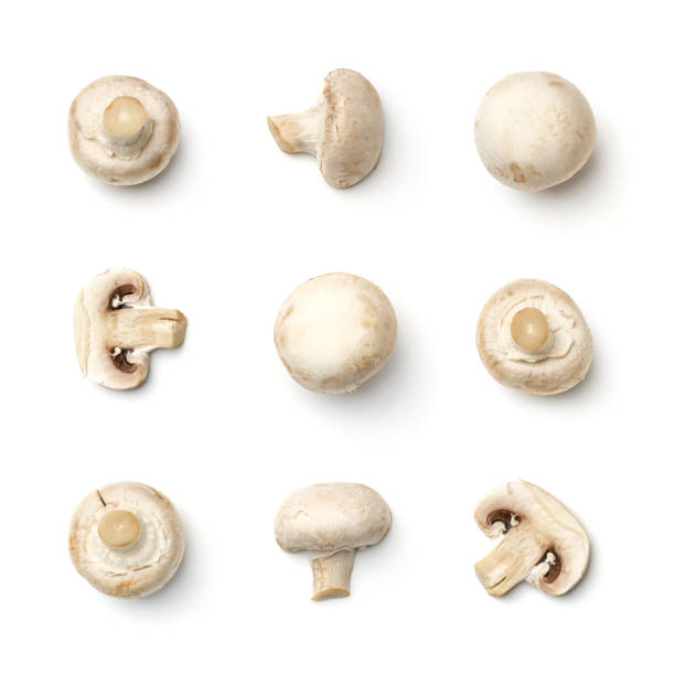 istock Collection of champignons isolated on white background 1791095416