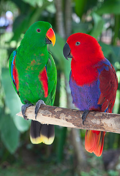 istock Pair of lori parrots 179109543