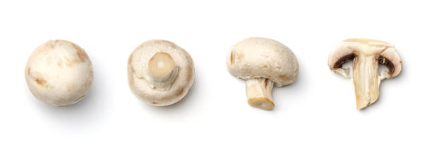 istock Collection of champignons isolated on white background 1791095997