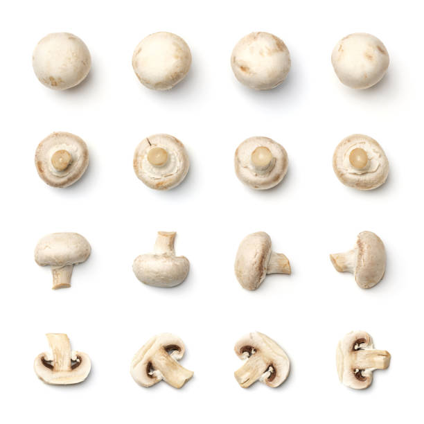 istock Collection of champignons isolated on white background 1791095998