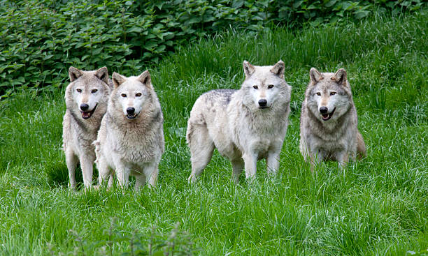 Pack of four European Grey Wolves