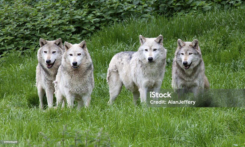 Pack of four European Grey Wolves A pack of four European Grey Wolves playing in grass Wolf Stock Photo