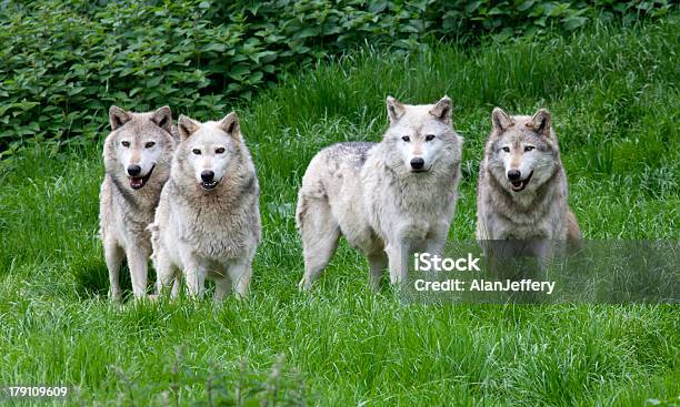 Pack Of Four European Grey Wolves Stock Photo - Download Image Now - Wolf, Herd, Animal