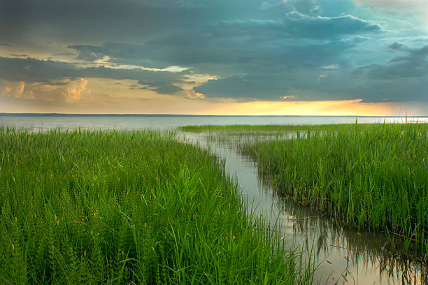 Way  in the Green grass  to  Lake stock photo