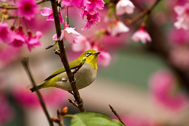 istock Japanese White-eye with pink cherry blossoms 179109619