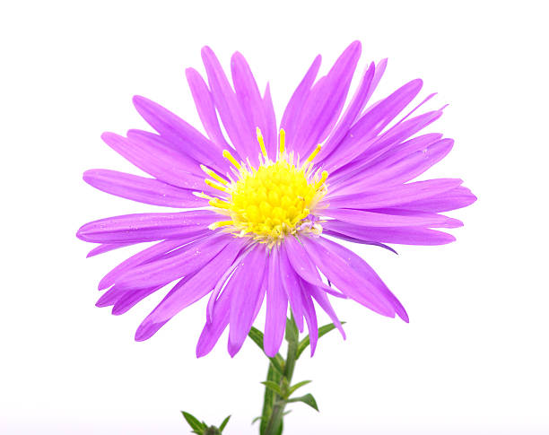 istock petals of a flower 179109686