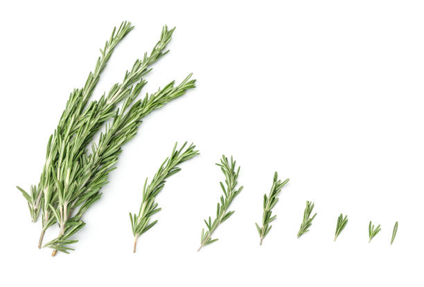 istock Collection of rosemary branches isolated on white background 1791098117