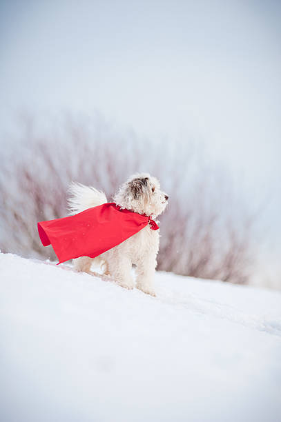 istock funny curly super dog 179109991
