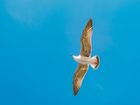 Seagull flying in the blue sky, Istanbul, Turkey