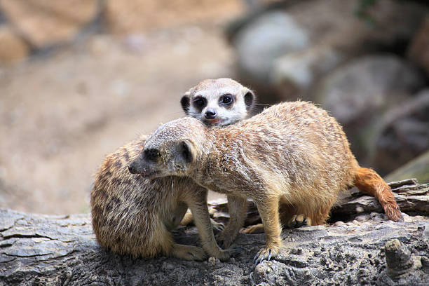 istock Couple of curious meerkats (Suricata suricatta) 179110155