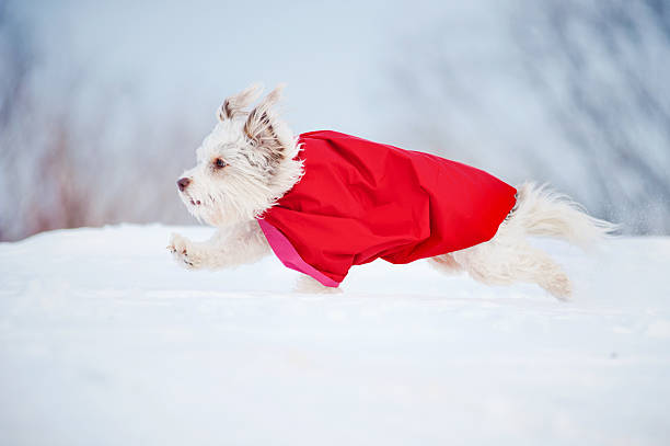 istock funny curly super dog running 179110215