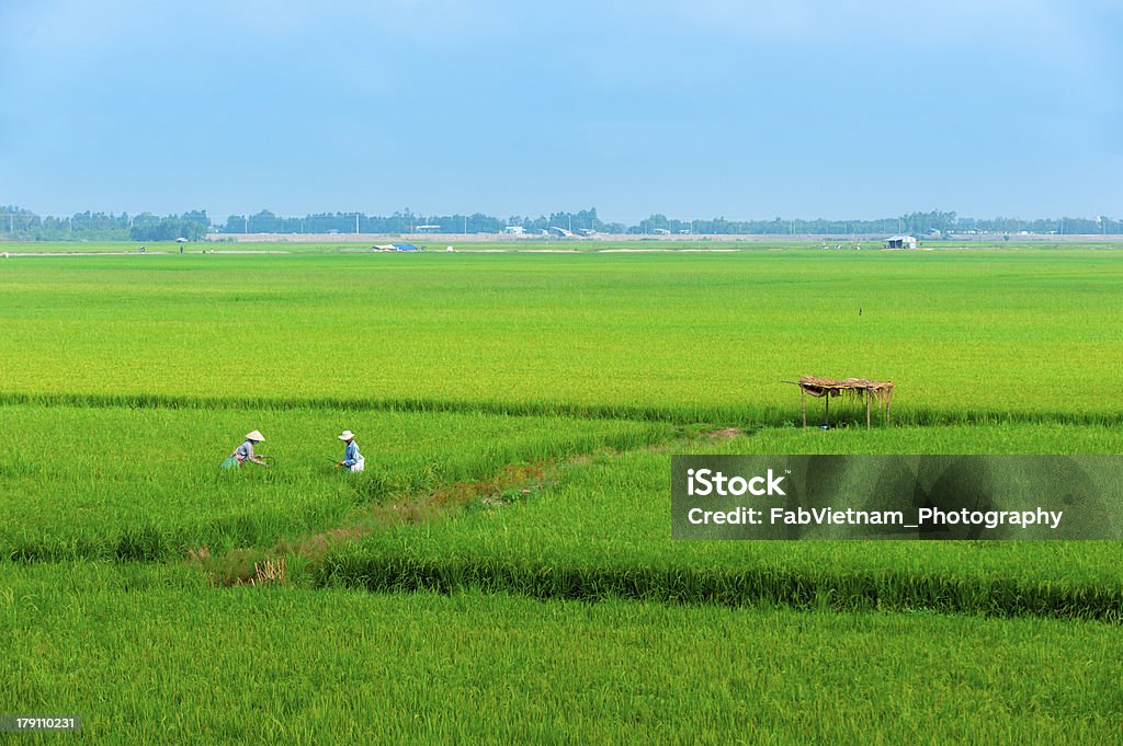Vietnamita agricoltore lavorando su terreni agricoli, le piantagioni di riso. - Foto stock royalty-free di Adulto