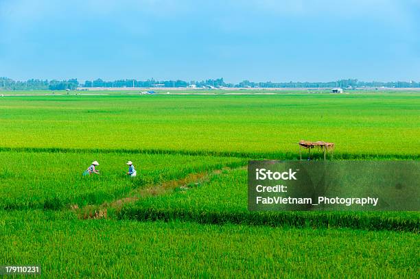 Vietnamita Agricoltore Lavorando Su Terreni Agricoli Le Piantagioni Di Riso - Fotografie stock e altre immagini di Adulto