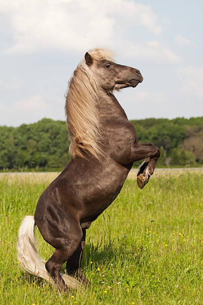 istock pony stands on hind legs 179110286