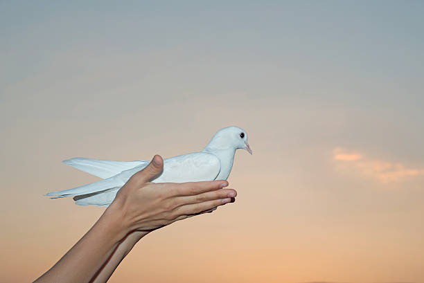 istock dove of peace 179110647