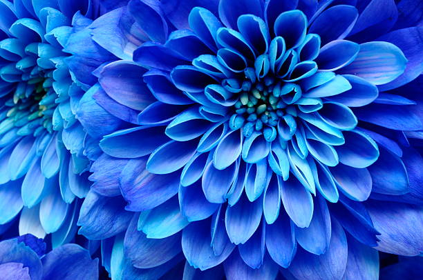 istock Macro of blue flower 179110690