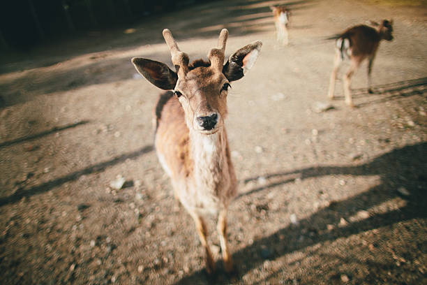 Young deer looking at camera stock photo