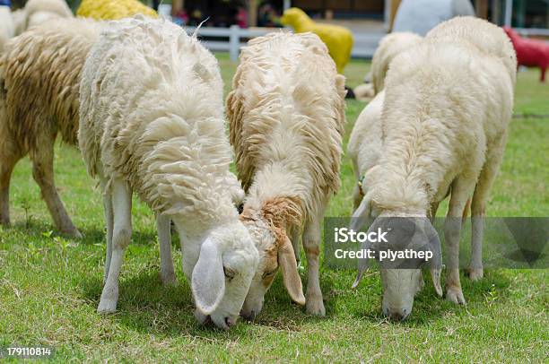 Foto de Ovelhas e mais fotos de stock de Agricultura - Agricultura, Animal, Animal de Fazenda