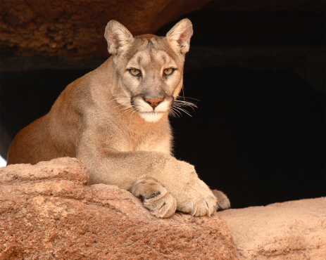 A large male Cougar resting on a rock overhang.