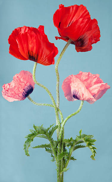 Red and  pink poppy  flowers on a blue background