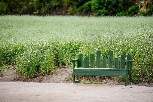 Buckwheat field with chair