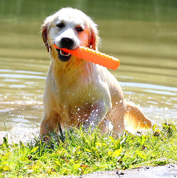 istock Working Golden Retriever in a lake 179111135