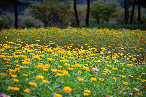 Field with yellow dandelions against blue sky and sun beams. Spring background. Soft focus