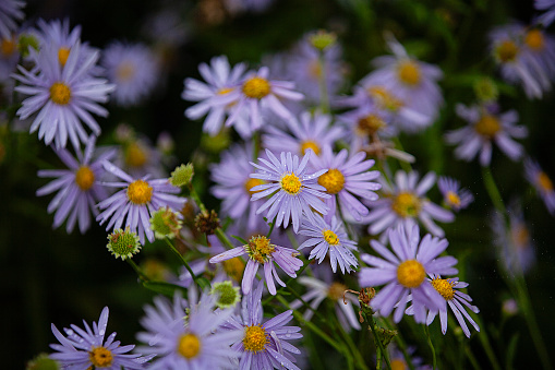 Michaelmas daisy