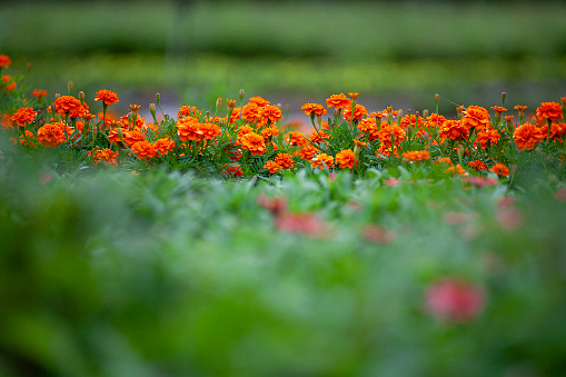 lush outdoor flowerbed with orange carnation flowers in summer day