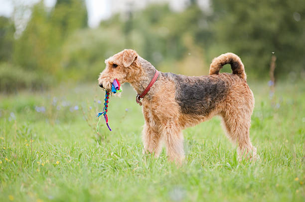 Airedale Terrier playing with rope toy Airedale Terrier playing with rope toy in summer airedale terrier stock pictures, royalty-free photos & images