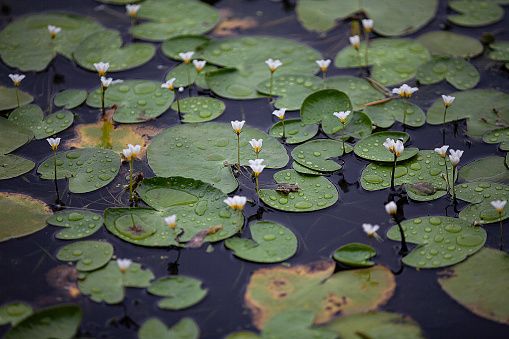 Top view of water lilies with white flowers in a pond in Japan