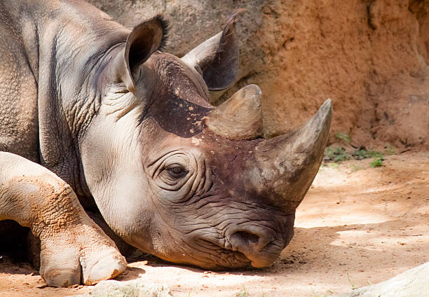 nosorożce - rhinoceros savannah outdoors animals in the wild zdjęcia i obrazy z banku zdjęć