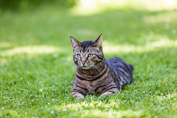 istock cute cat relaxes in the garden 179111585
