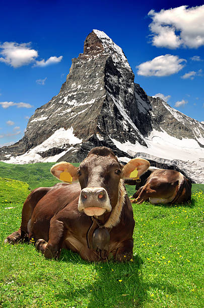 Cow grazing in green grass in front of a mountainous landscape in Switzerland.