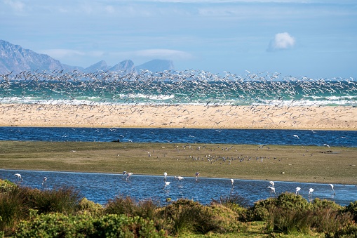 A scenic view of flamingos at False Bay, South Africa